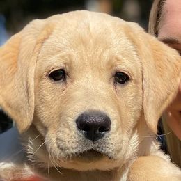 Labrador Retriever Puppies from Wild Feather Hunting Dogs