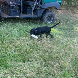 Indi - Purple Collar - Black female Labrador Retriever puppy in Hurtsboro, Alabama from PARK’s Family Farm