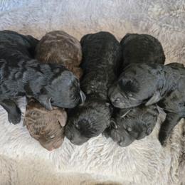 Black boy 1 - Black male Poodle puppy in Bauxite, Arkansas from Mountain Ridge Poodles