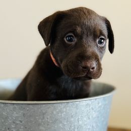 Dilute Retriever and Labrador Retriever Puppies from CKB Labradors