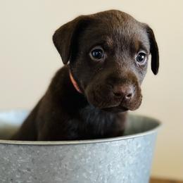 Dilute Retriever and Labrador Retriever Puppies from CKB Labradors