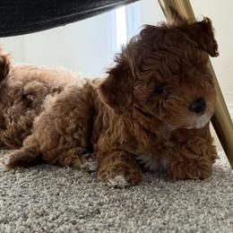 Poodle puppies from Sealy Toy Poodles