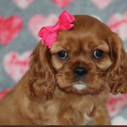 Cavalier King Charles Spaniel Puppies from Angels Ridge Cavaliers