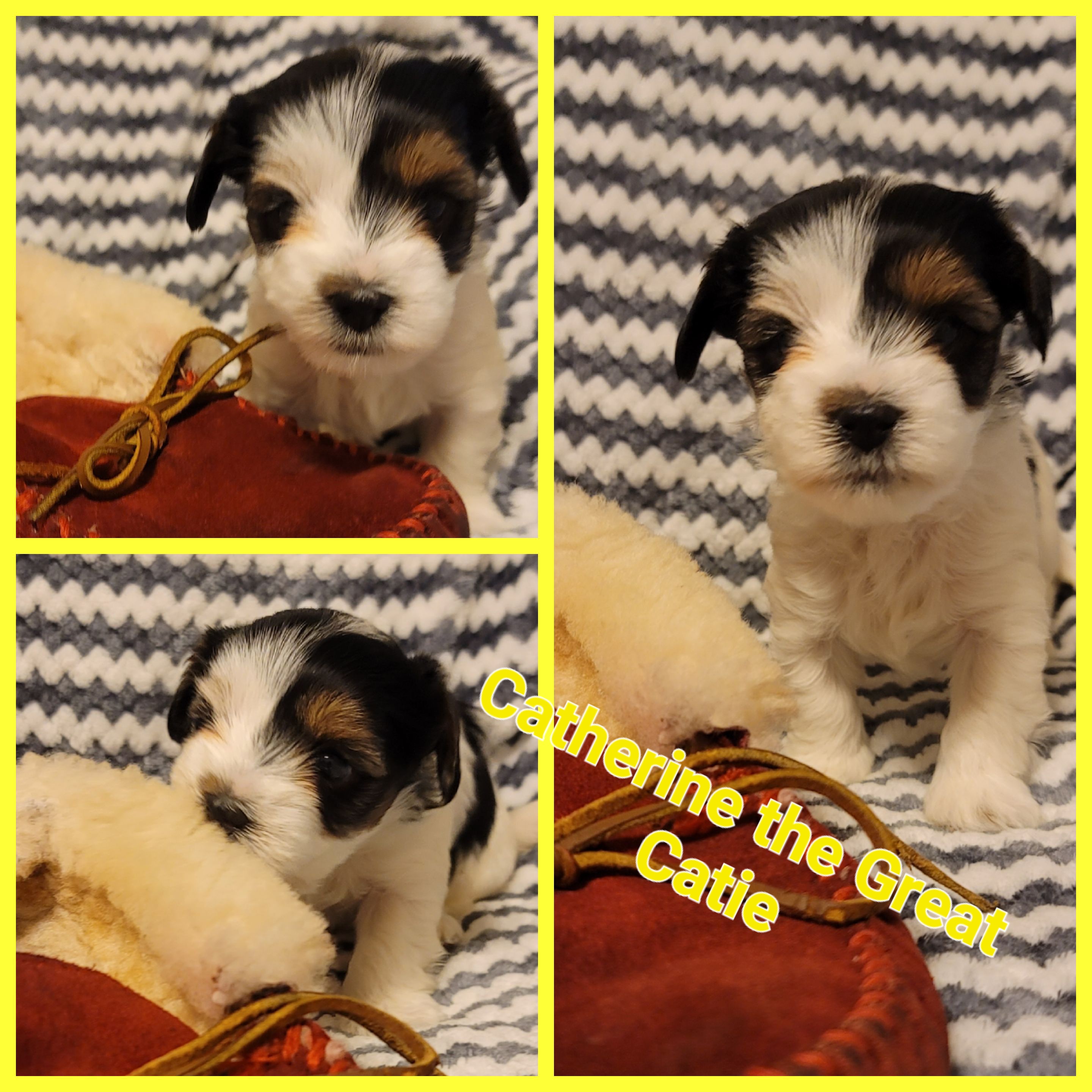 Biewer Terrier Puppies from ORBiT Ohio River Biewer Terriers