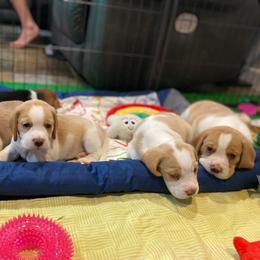 Beagle Puppies from Royal-Tea Beagles