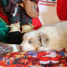 Miniature American Shepherd Puppies from Brunskills Mini Americans