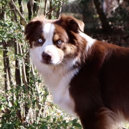 Ruby - Miniature Australian Shepherd