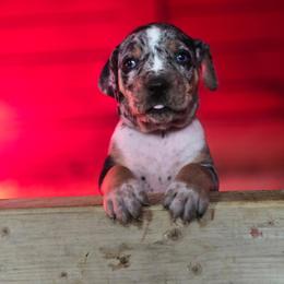 Catahoula Leopard Dog and Pembroke Welsh Corgi Puppies from Peach Tree/Shoreline Catahoulas & Corgis
