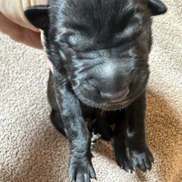 Orange - Fawn sable male Belgian Malinois puppy in Saint Amant, Louisiana from Mercy Kennels