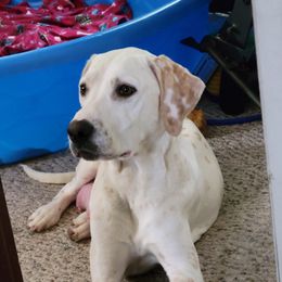 Fiona - Dalmatian