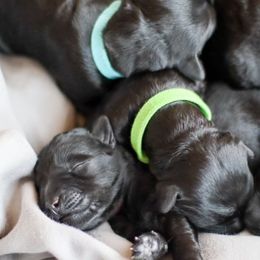 Kerry Blue Terrier Puppies from Costerra Kerry Blue Terriers
