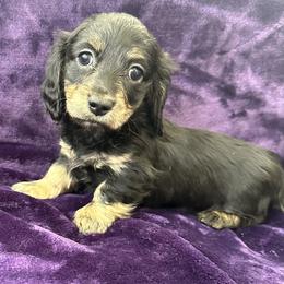 Foster - Black and cream male Dachshund puppy in Memphis, Tennessee from River City Doxies