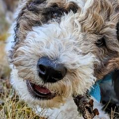 Double Doodle Puppies from Breedlove Mtn Doodles