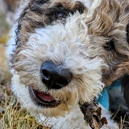 Double Doodle Puppies from Breedlove Mtn Doodles