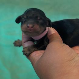 Female 2 - Black and tan female Dachshund puppy in Battle Ground, Washington from Ferguson's Bulldogs