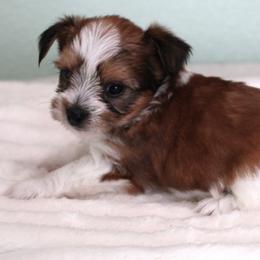 Hutch - Parti male Yorkshire Terrier puppy in Leonard, Texas from Rising Star Kennels
