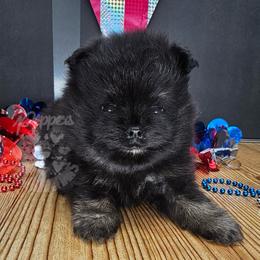 Pepper's Man In The Mirror - Manny - Black and tan male Pomeranian puppy in Plant City, Florida from Pepper's Pomeranians