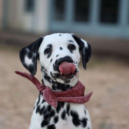 Dalmatian Puppies from Sublime Dalmatians