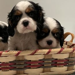 Cavalier King Charles Spaniel Puppies from Ridgefield Cavaliers