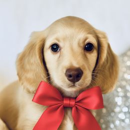 Milo - Cream male Dachshund puppy in Bentonville, Arkansas from T & D Dachshunds by design