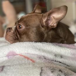 Boston Terrier Puppies from Angie's Little Bostons