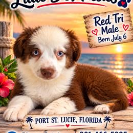 Cove - Red tri male Miniature Australian Shepherd puppy in Port Saint Lucie, Florida from Charlene Brannon's Mini Australian Shepherds