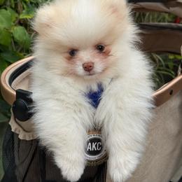 Nico - Cream male Pomeranian puppy in Stockton, California from lunas_poms
