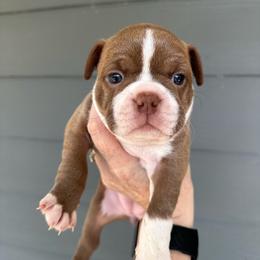 Capri - Red female Boston Terrier puppy in Rock Hill, South Carolina from Brave Little Bostons in South Carolina