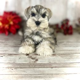 Bugs - Salt and pepper male Miniature Schnauzer puppy in Weston, Idaho from Silver Sage Schnauzers