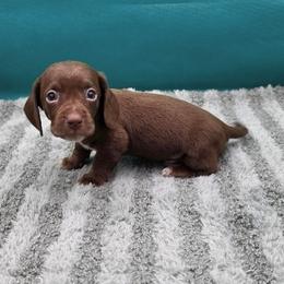 Cashew, AKC - Chocolate male Dachshund puppy in Dade City, Florida from Kingpindoxies