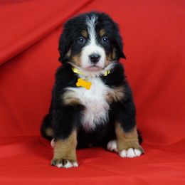 Bernese Mountain Dog Puppies from Lonesome Pine Farm