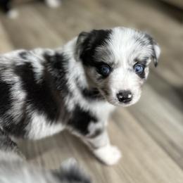 Button - Blue merle female Miniature Australian Shepherd puppy in Luling, Texas from Little Wood Toy and Mini Aussies