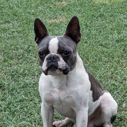 Yeti - Boston Terrier