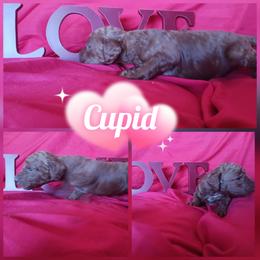 Cupid - Red  male Poodle puppy in Lancaster, California from Heavenly poodle and doodle