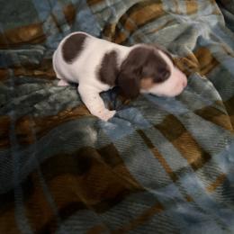 Remington - Chocolate and tan male Dachshund puppy in Erie, Michigan from Champagne’s Grinch Toe’d Dachshunds