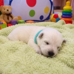 Justice - White female German Shepherd puppy in Yuba City, California from Barton’s German Shepherds
