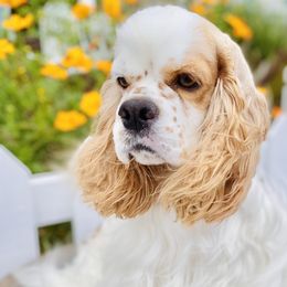 Cocker Spaniels from Nautilus Cockers