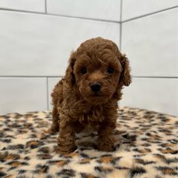 Peanut - Apricot male Poodle puppy in Houston, Texas from Texas Toy Poodles