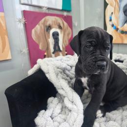 Lisa - Black female Great Dane puppy in Granby, Missouri from HCR Great Danes