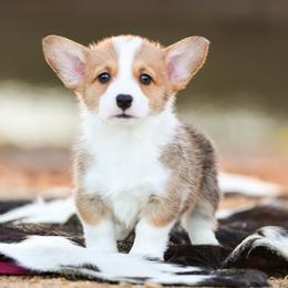 American Corgis, French Bulldogs, and Pembroke Welsh Corgis from Say When Corgi Co.
