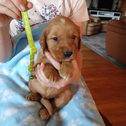 Lime Green - Dark golden male Golden Retriever puppy in Lanesboro, Minnesota from Eagle Ridge Golden Retrievers