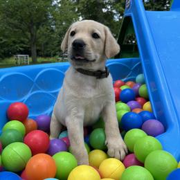 Murphy - Yellow male Labrador Retriever puppy in Alger, Ohio from Osborne Family Retrievers