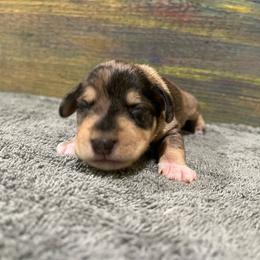 Boy 1 Merle - Liver male Miniature Schnauzer puppy in Hickory Grove, South Carolina from Oopsie Doodles