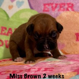 Miss Brown - Fawn female Boxer puppy in Palm Coast, Florida from Starlight Boxer Corner