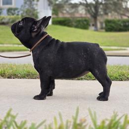French Bulldog Puppies from Reds Frenchies
