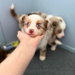 Sinai - male Australian Mountain Doodle puppy in Inola, Oklahoma from Blue Stem Companions