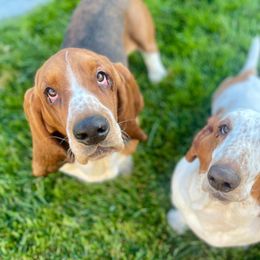 Basset Hound Puppies from Oak Tree Basset Hounds