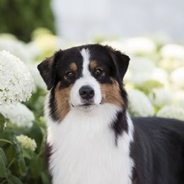 Fizz - Australian Shepherd