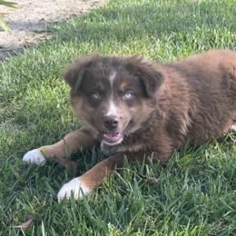 Romeo - Red tri male Miniature Australian Shepherd puppy in California from Eagle River Aussies
