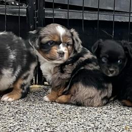 Spitz - Blue merle male Toy Australian Shepherd puppy in Nocona, Texas from Rafter O Toy Aussies and Mini Heelers